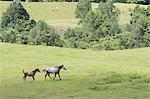 Horses running on pastureland