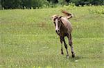 Running horse in pastureland