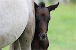 Horses at ranch