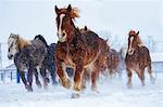 Horses running on the snow field