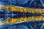 Detail of mountainside with colorful larch trees reflected in Braies Lake in autumn in the Prags Dolomites in Bozen Province, South Tyrol, Italy