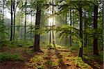 Sun shining through trees in a spring, beech tree forest at Weibersbrunn in the Spessart Mountains, Bavaria, Germany