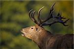 Close-up portrait of a male, red deer (Cervus elaphus) calling during rutting season in Europe