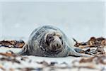 Portrait of male, grey seal (Halichoerus grypus) lying on beach and looking at camera in Europe