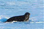 Male, grey seal (Halichoerus grypus) sitting in surf in the North Sea in Europe