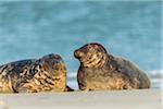 Portrait of two grey seals (Halichoerus grypus) lying on the beach at the North Sea during mating season in Europe