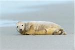 Portrait of grey seal pup (Halichoerus grypus) lying on his side on the beach after a sandstorm, North Sea in Europe