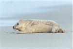 Profile of a grey seal pup (Halichoerus grypus) lying on his side on the beach after a sandstorm, North Sea in Europe