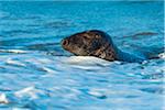 Close-up of a male, grey seal (Halichoerus grypus) swimming in surf in the North Sea in Europe