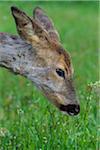 Close-up portrait of head of roe deer (Capreolus capreolus) feeding on grass in spring, Germany