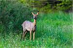 Portrait of roe deer (Capreolus capreolus) standing in field in spring, Germany