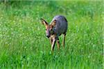 Roe deer (Capreolus capreolus) walking through field in spring, Germany