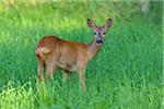 Portrait of roe deer (Capreolus capreolus) looking at camera and standing in a field in the shade in summer, Germany