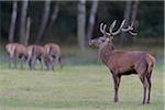 Adult animal, red deer (Cervus elaphus) standing in a field during rutting season in Germany