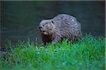 Portrait of a European beaver (Castor fiber) at water's edge in the Spessart Mountains in Bavaria, Germany