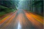 Blurred motion of driving on a wet paved road through the forest at dawn in autumn at Neuschoenau in Bavaria, Germany