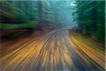 Blurred motion of driving on a wet paved road through the forest at dawn in autumn at Neuschoenau in Bavaria, Germany