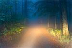 Headlights of car shining on wet paved road through the forest at dawn in autumn at Neuschoenau in Bavaria, Germany