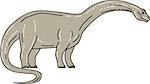 Illustration of a Brontosaurus meaning "thunder lizard, a genus of gigantic quadruped sauropod dinosaurs that lived in the late Jurrasic epoch looking down viewed from the side set on isolated white background.