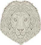 Drawing sketch style illustration of a lion big cat head with flowing mane viewed from front set on isolated white background.