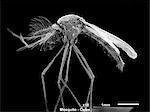 Male Culex Mosquito, SEM