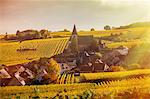 Rolling landscape with autumn vines and village, Hunawihr, Alsace, France