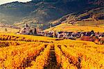 Field landscape with rows of autumn coloured vines, Niedermorschwihr, Alsace, France