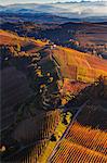 View from hot air balloon of rolling landscape and autumn vineyards, Langhe, Piedmont, Italy