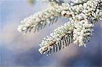 Close up of frost on branch and needles of Norway Spruce (Picea abies)