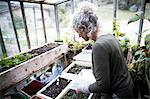 Mature female gardener tending seedlings in greenhouse