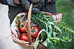Cropped shot of female gardener holding basket of picked tomatoes and spring greens