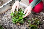 Hands of female gardener tending lettuce