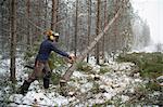 Logger pushing tree, Tammela, Forssa, Finland