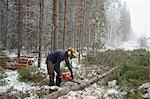 Logger sawing tree, Tammela, Forssa, Finland