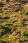 View of vineyards on slope of hill