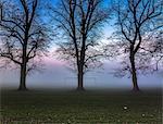 Bare trees and goalpost in misty park at sunrise