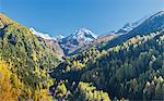 Larch forest in Swiss Alps, Simply Pass, Valais, Switzerland