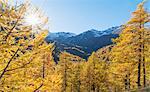 Larch forest in Swiss Alps, Simply Pass, Valais, Switzerland