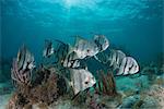 School of spadefish (chaetodipterus faber) by coral reef, Puerto Morelos, Mexico