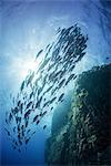 School of jacks around rocks, Roca Partida, Colima, Mexico