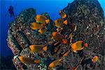 Scuba diver and angel fish (Holacanthus clarionensis) around rocks, Socorro, Colima, Mexico