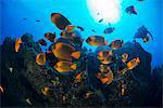 Scuba diver and angel fish (holacanthus clarionensis) around rocks, Socorro, Colima, Mexico