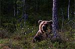 European brown bear looking out from forest
