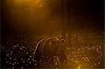 European brown bear walking in forest at sunset