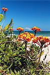 Close up of orange flowers by beach, Florianopolis, Santa Catarina, Brazil