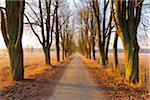 Chestnut tree-lined road in early morning light in February in Hesse, Germany