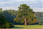 Old Oak Tree (Quercus robur) in early morning in Hesse, Germany