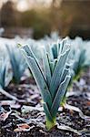 Close up of leeks growing in the garden in winter at Le Manoir aux Quat'Saisons, Oxfordshire.