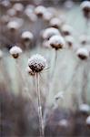 Close up of plants in the garden in winter at Le Manoir aux Quat'Saisons, Oxfordshire.