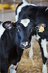 Two black and white cows in a cowshed, one with an ear tag,